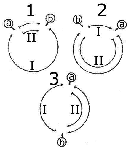 Ciclos com fase haploide e fase diploide 11t