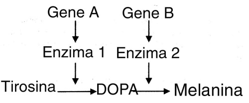 UFMG- genética 204
