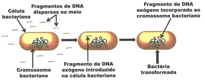 Resultado de imagem para transformaÃ§Ã£o bacteriana